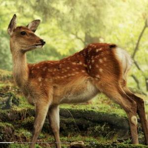 Send us to Nara Park!
