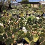 Cactus Mart