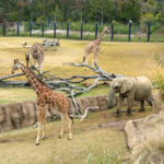 Dallas Zoo