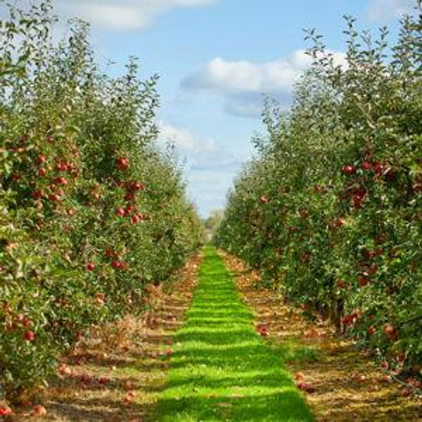 Apple Picking on our Honeymoon