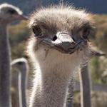 Ostrichland USA