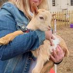 Rose Bridge Farm & Sanctuary