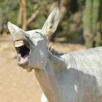 Donkey Sanctuary Aruba