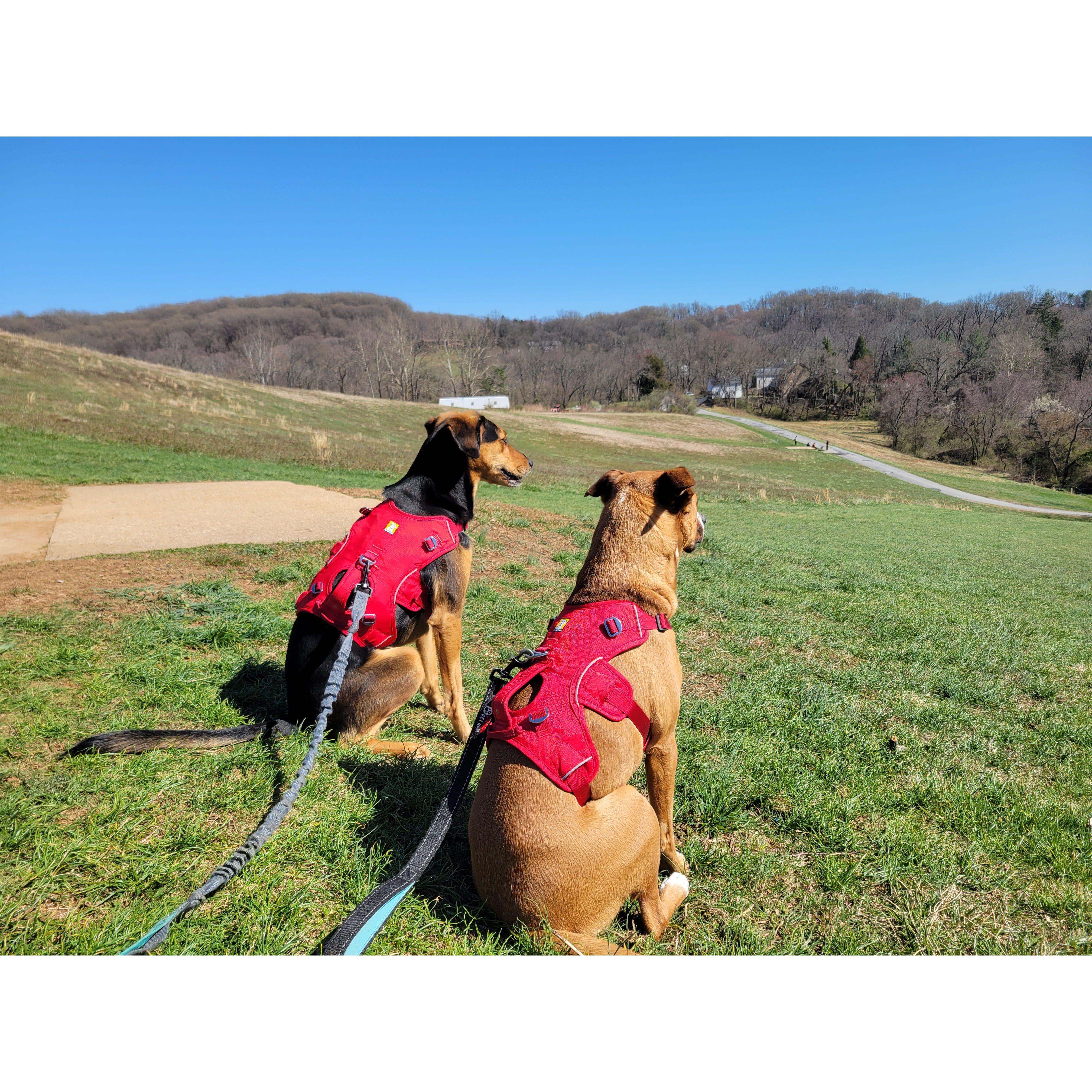 Brandywine disc golf