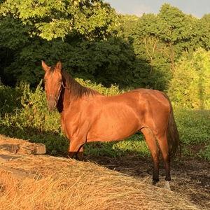 Year Supply of Carrots