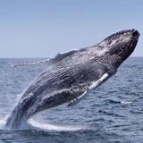 Whale Watching