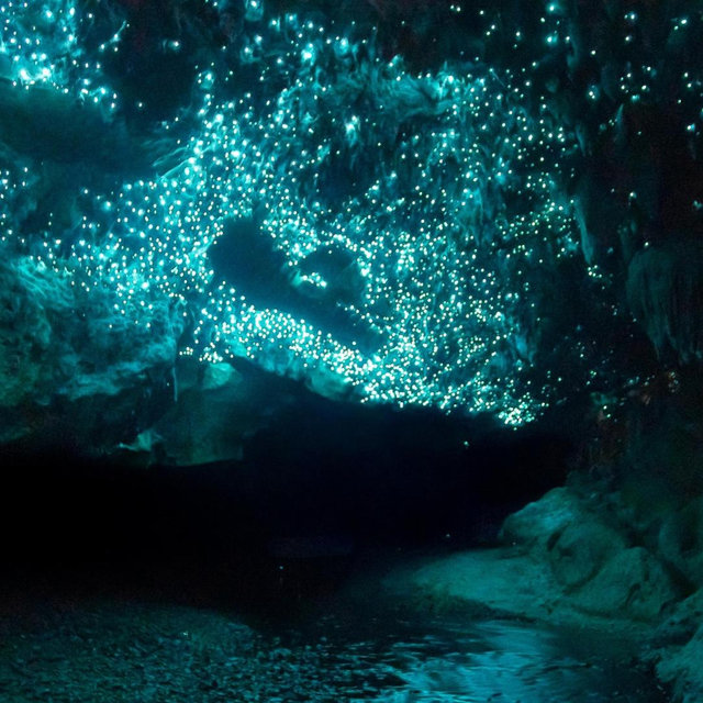 New Zealand-Excursion-Glow Worm Cave