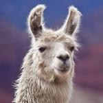 Zoomars Petting Zoo