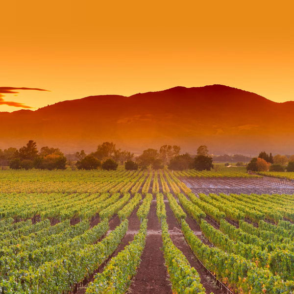 Honeymoon Fund (Napa valley)
