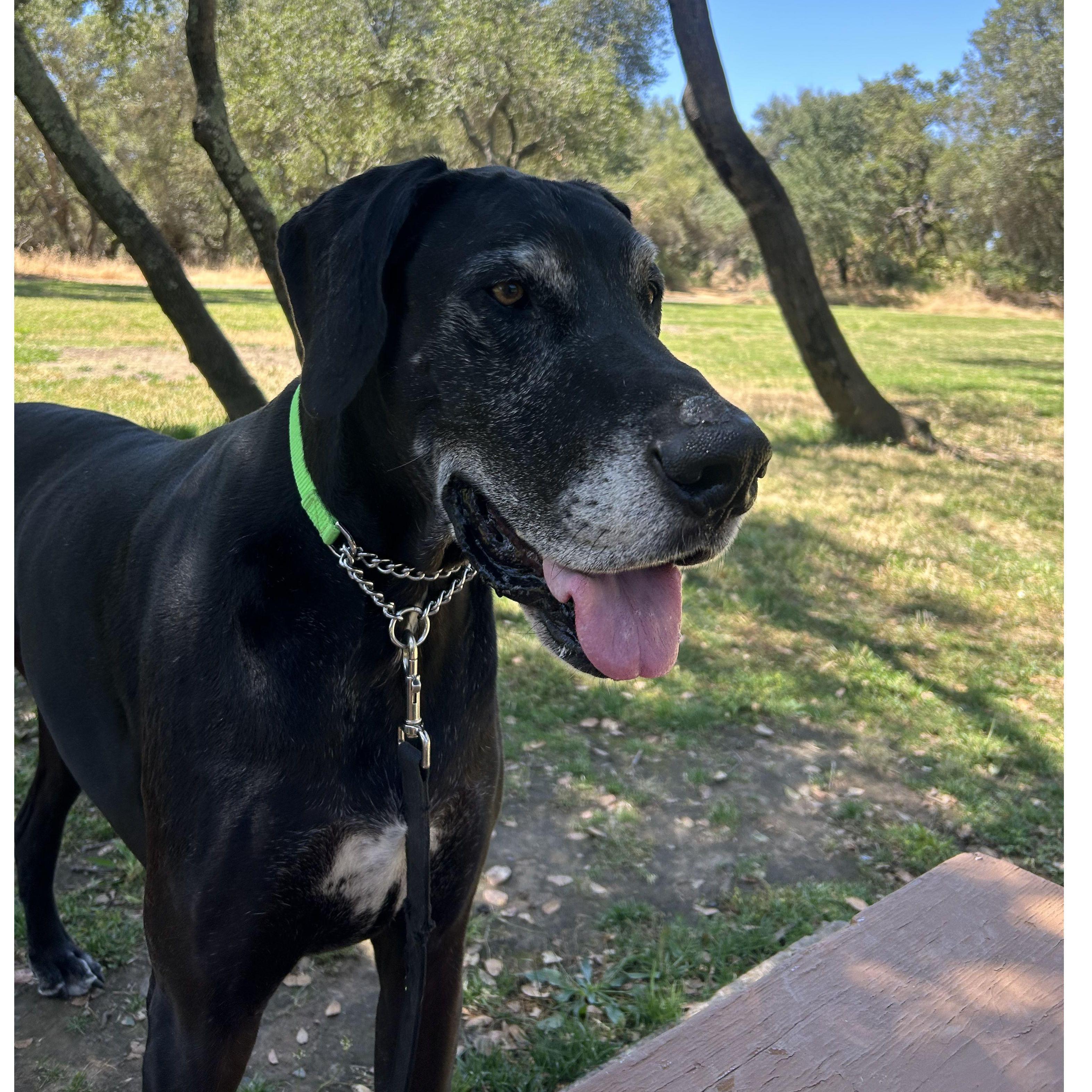 Charlie- a gentle giant (our foster fail senior Great Dane). We got him in March 2024.