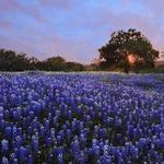 Bluebonnet Trail