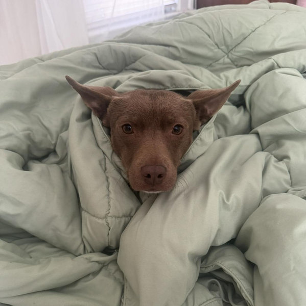New Bed Fund