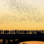 Austin Bat Tours