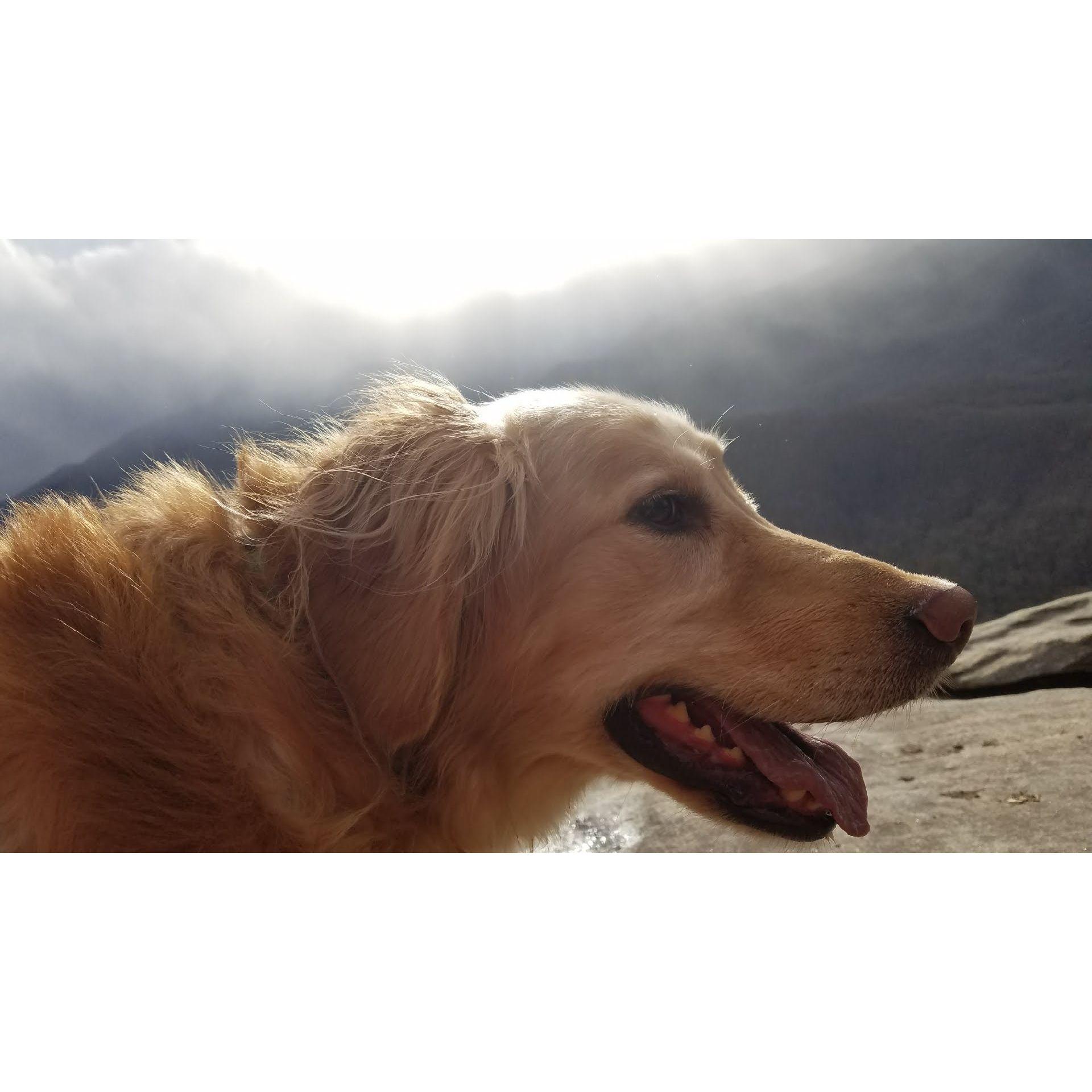 Mic's parents dog Sophie. She's been through it all with Mic
