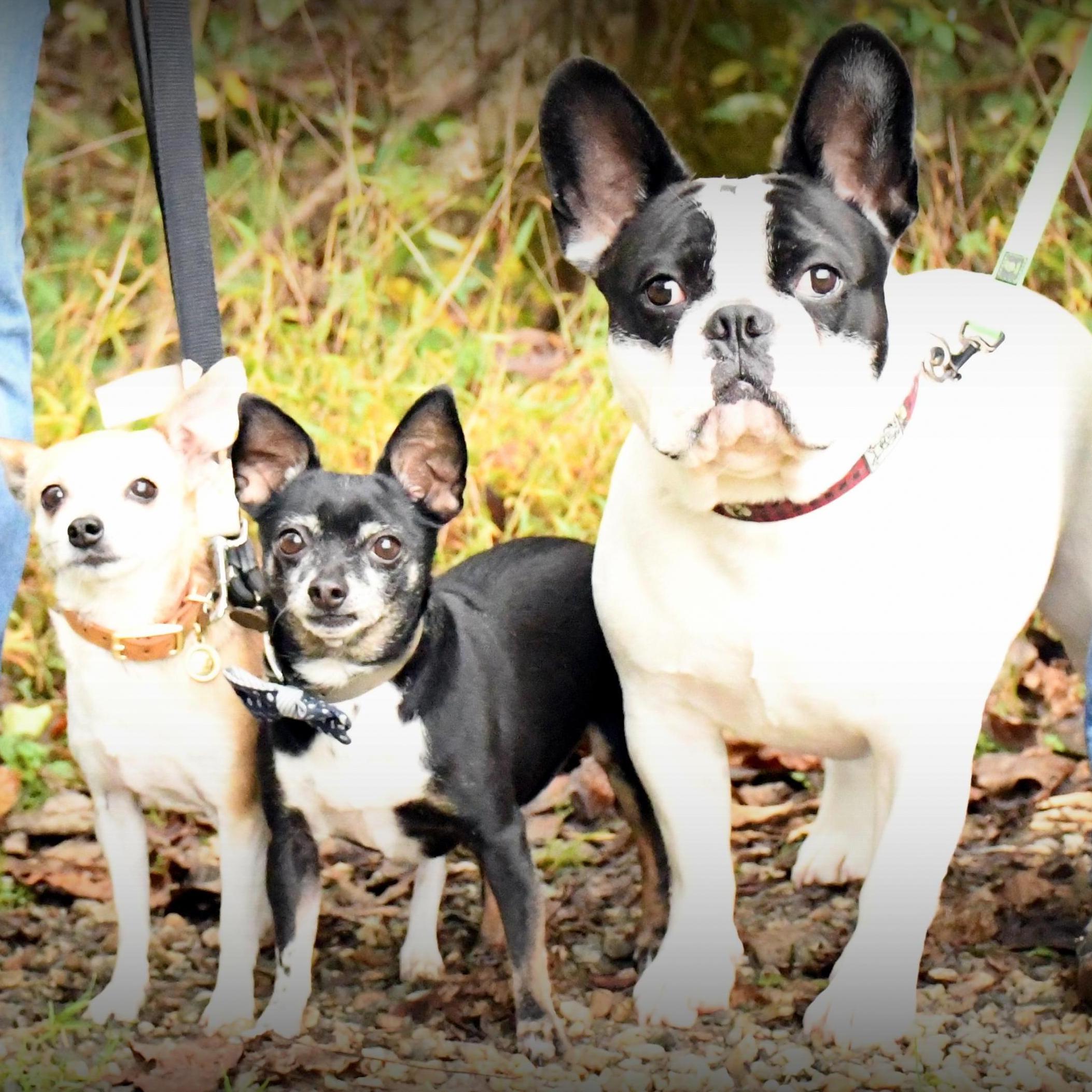 Our fur babies-from left to right: Effie (7 years), Diesel (8 years), and Ollie (2 years)