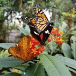 Butterfly Pavilion
