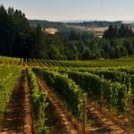 Southern Oregon Wine Country