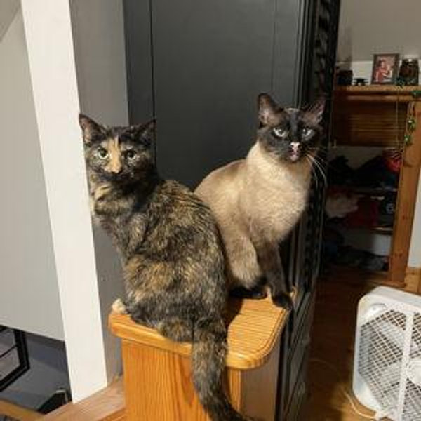 Cats Fund