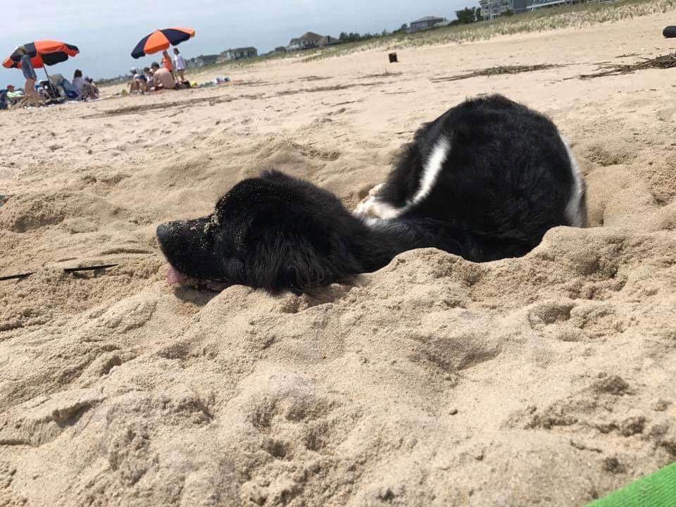 Dog bathing.