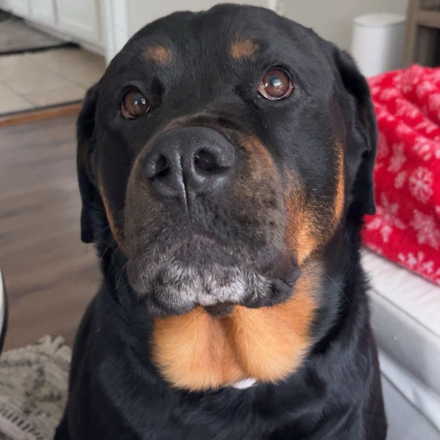 Honeymoon Dog Sitting Fund