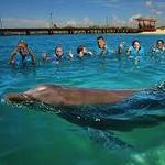 Delphinus