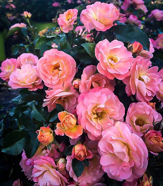Peach Drift® Rose