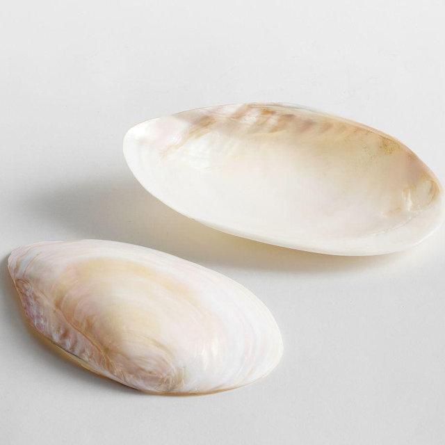 Polished Decorative Shell – Small