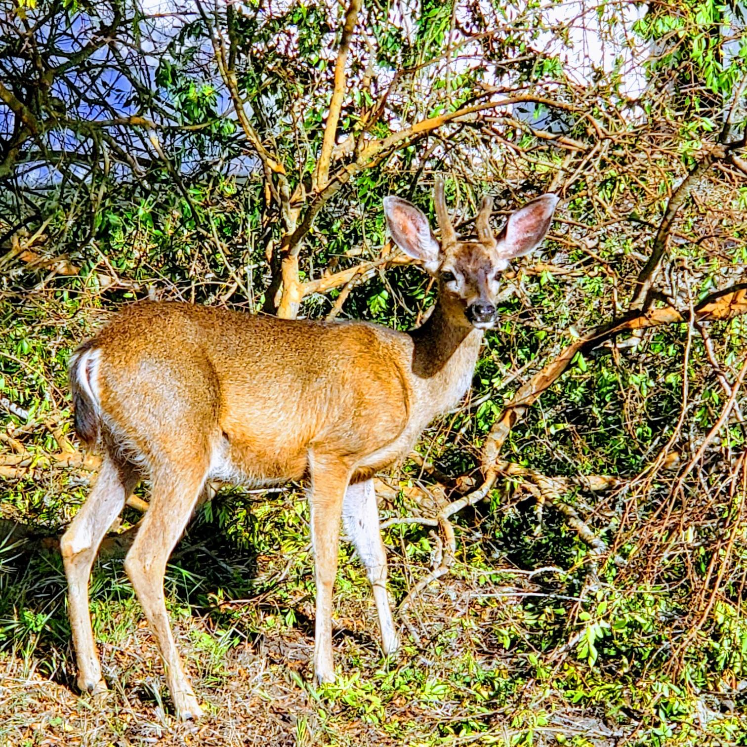 Deer at Asilomar State Conference Grounds