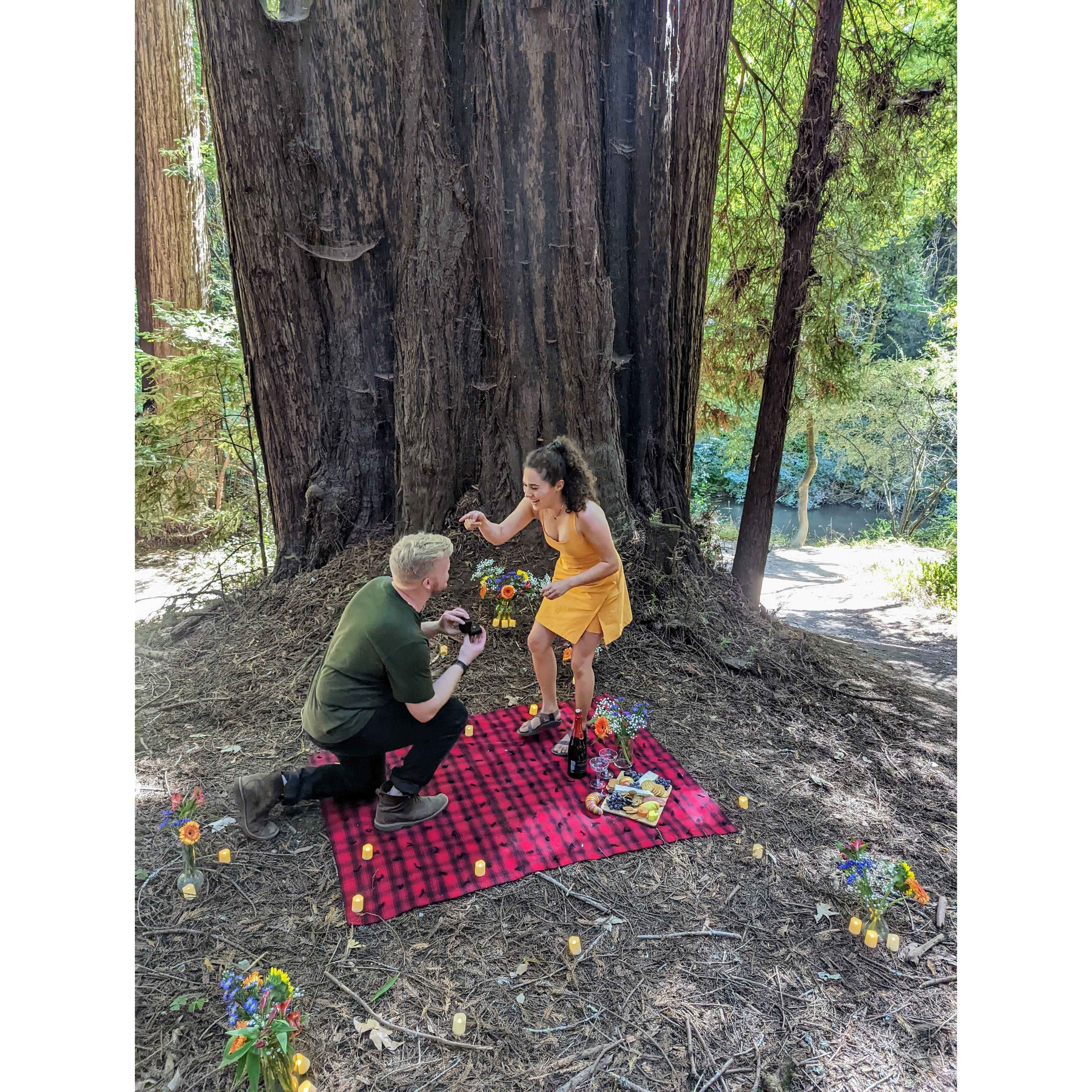 Ryan proposed at Henry Cowell Redwoods State Park on Aug 14th 2022