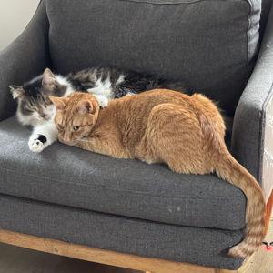 Spoil the Cats