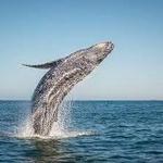 Condor Express Whale Watching