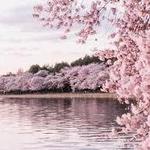 National Cherry Blossom Festival