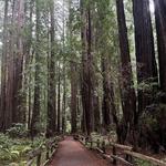 Muir Woods National Monument