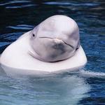 Mystic Aquarium