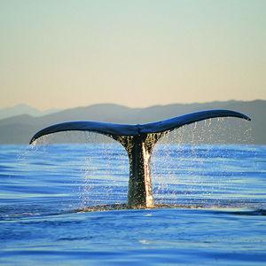 Whale Watching in New Zealand