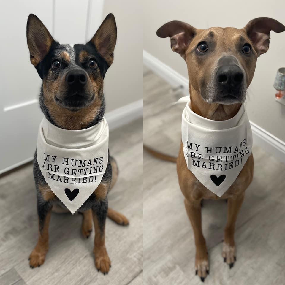 It's fair to say I have my something blue (heeler).