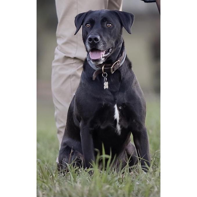 Our fur baby, Grizzly