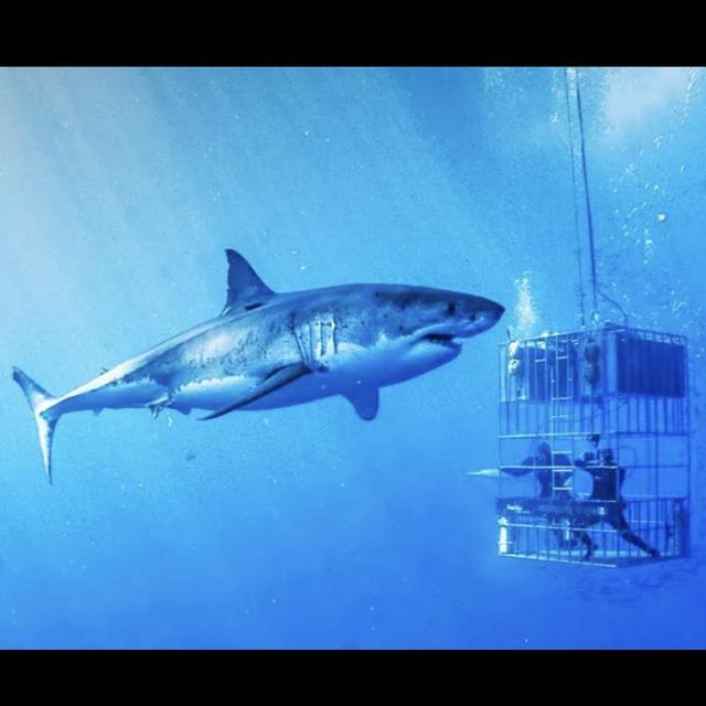 Great white shark cage diving in Cape Town