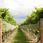 Newport Vineyards & Restaurant