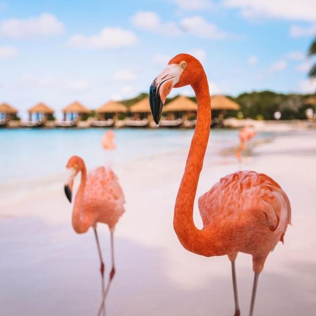 Two tickets to Renaissance (Flamingo) Island in Aruba on Honeymoon