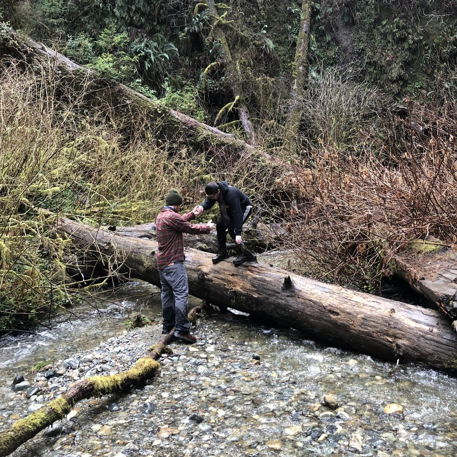 Redwood National Forest, CA