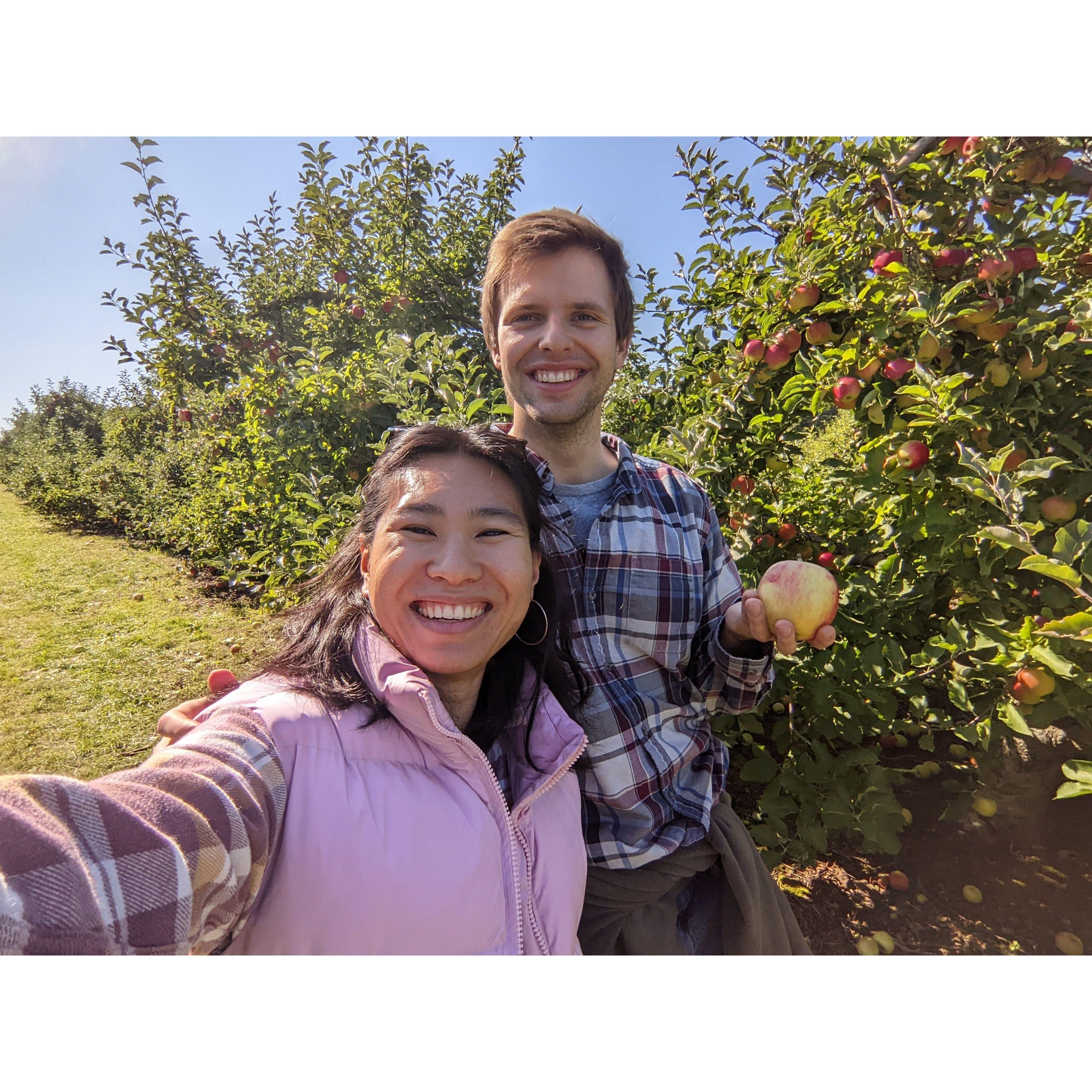 Looking for honey crisps