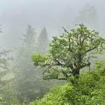 Purisima Creek Redwoods Open Space Preserve