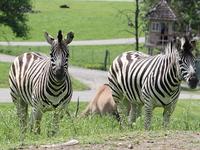 Wildlife Safari