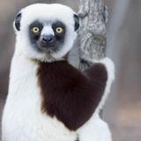 Duke Lemur Center