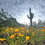 Picacho Peak State Park