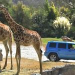 Africam Safari