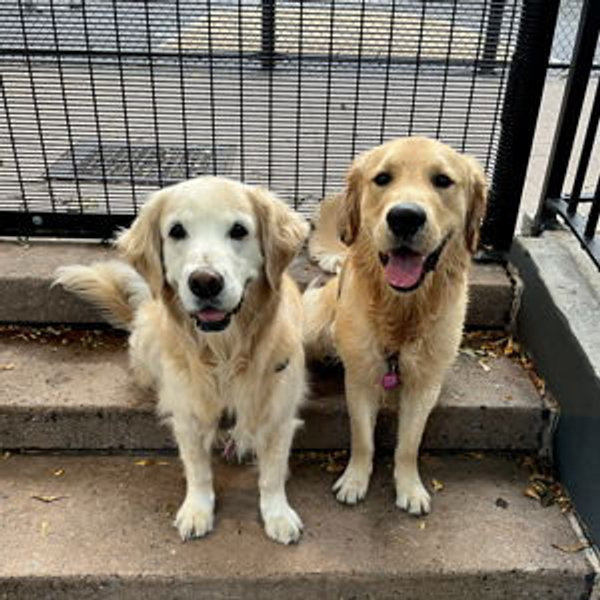 Riley & Harvey Fund 🦮