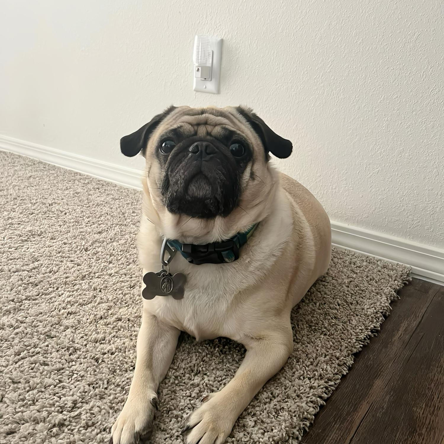 Mick The Pug!
Scott’s Fur Baby.
The Old Man also known as The Dog Father in the group of three fur balls.