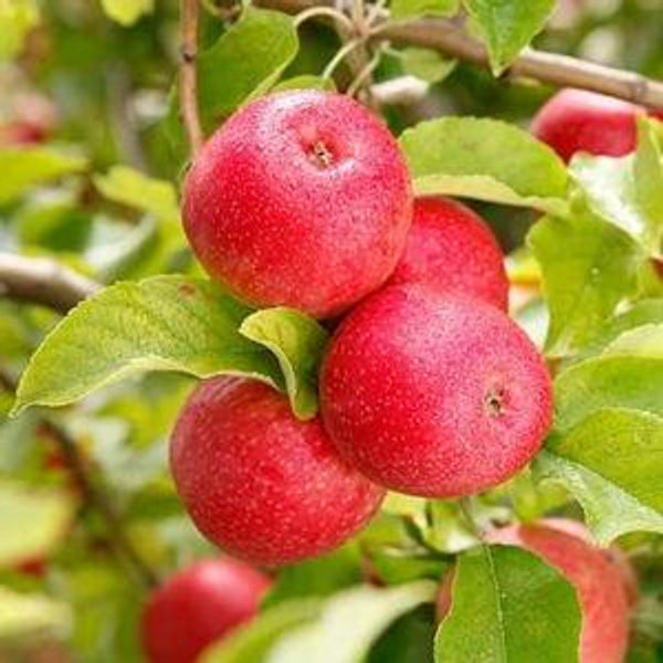 Buy Pink Lady® Apple Trees Online at Ty Ty Nursery